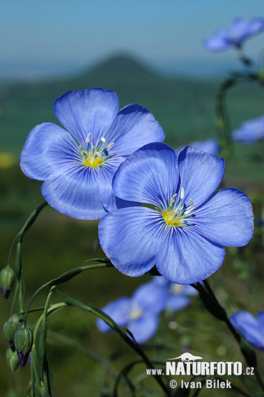 Len rakouský  (Linum austriacum)