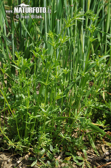 Lipkavec trojrohý (Galium tricornutum)