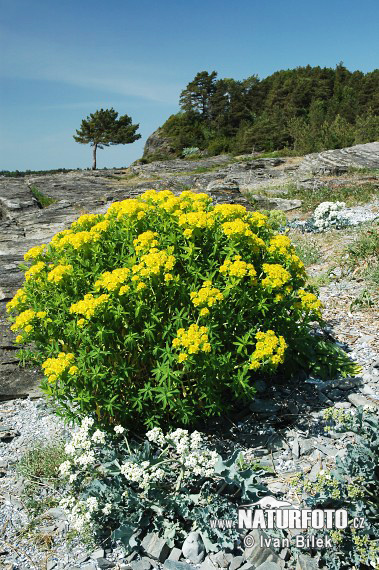 Mliečnik močiarny (Euphorbia palustris)