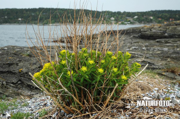 Mliečnik močiarny (Euphorbia palustris)