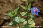 Krytosemenné rostliny s modrými květy