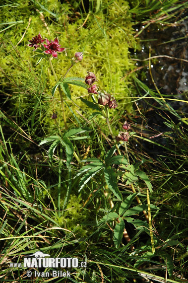 Nátržnica močiarna (Potentilla palustris)