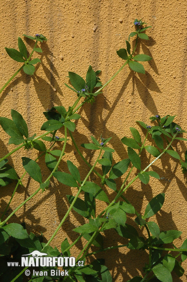 Ostrolist ležatý (Asperugo procumbens)