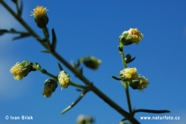 Palina poľná (Artemisia campestris)