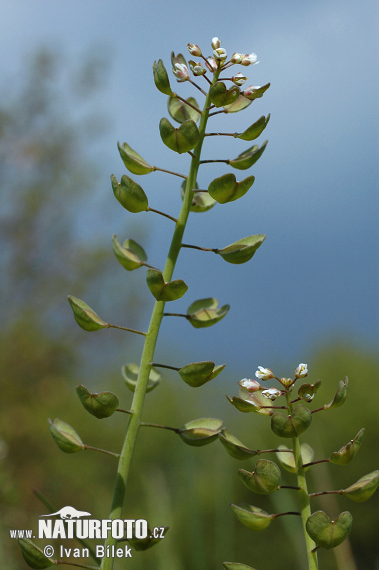 Peniažtek prerastenolistý (Thlaspi perfoliatum)