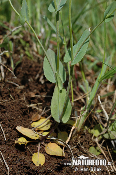 Peniažtek prerastenolistý (Thlaspi perfoliatum)