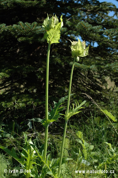 Pichliač zelinový (Cirsium oleraceum)