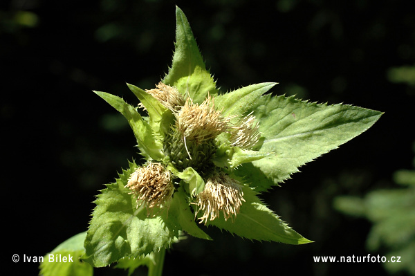 Pichliač zelinový (Cirsium oleraceum)