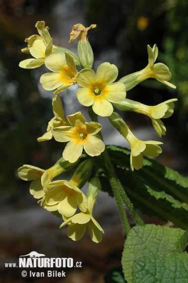 Prvosienka vyššia (Primula elatior subsp. elatior)