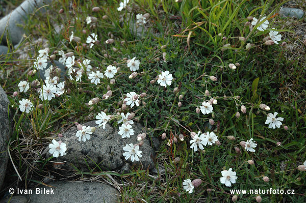 Silenka prímorská (Silene uniflora)