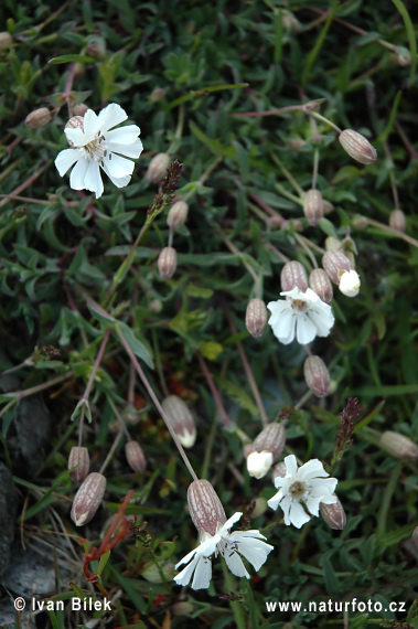 Silenka prímorská (Silene uniflora)