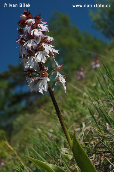 Vstavač purpurový (Orchis purpurea)