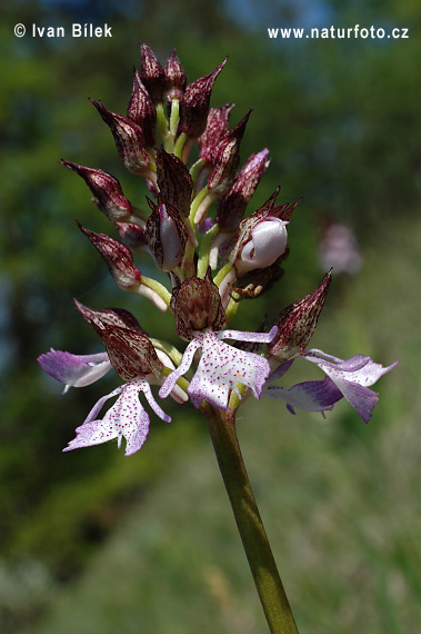 Vstavač purpurový (Orchis purpurea)