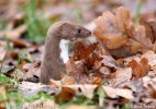 Lasice kolčava (Mustela nivalis)