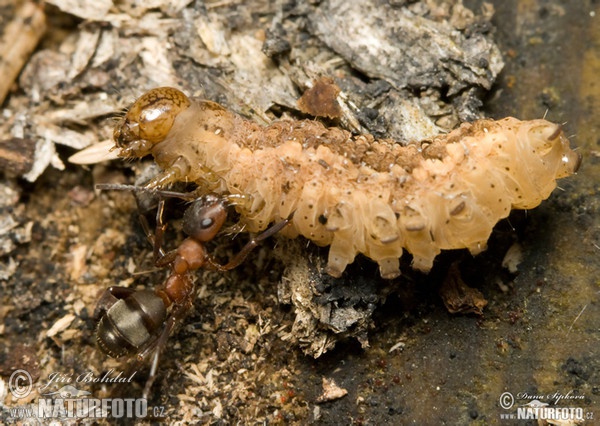 Potrava pro mravence (Braconidae sp.)
