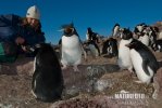 Tučňák skalní