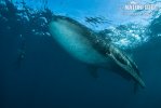 Žralok veľrybí