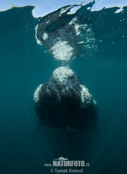 Veľryba južná (Eubalaena australis)
