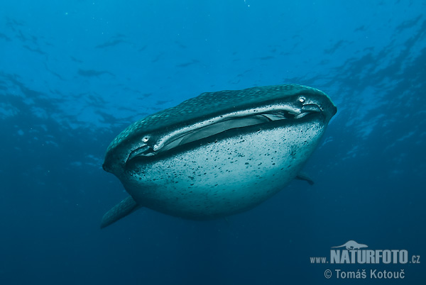 Žralok veľrybí (Rhincodon typus)