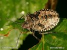 Kněžice rudonohá - larva