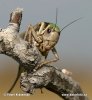 Kobylka hnědá - samice