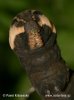 Lišaj kyprejový - housenka (Deilephila porcellus)