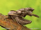 Lišaj paví oko (Smerinthus ocellata)