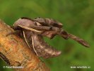 Lišaj paví oko (Smerinthus ocellata)