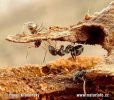Mravenec černohnědý