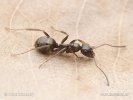 Mravenec černohnědý - dělnice