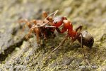 Mravenec loupeživý