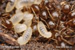 Mravenec obecný - dělnice (Lasius niger)
