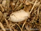Mravenec obecný - dělnice