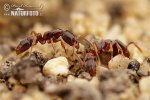 Mravenec zemní