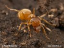 Mravenec žlutý