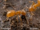Mravenec žlutý (Lasius flavus)