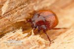 Mršník mravenčí