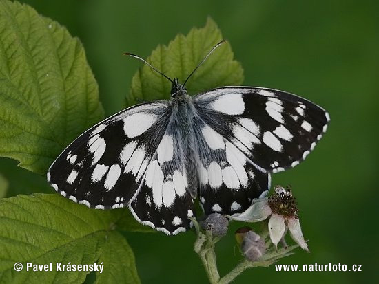 Očkáň timotejkový (Melanargia galathea)