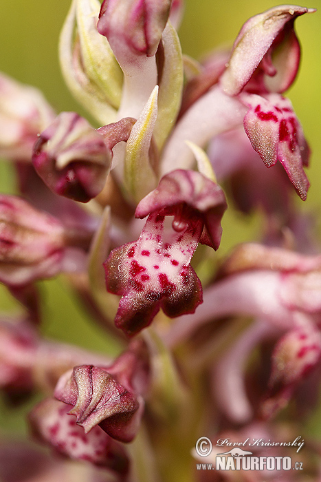 Vstavač ploštičný (Orchis coriophora)