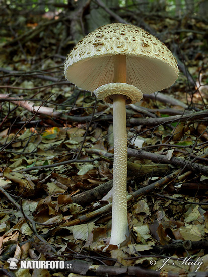 bedla vysoká (Macrolepiota procera var. procera)