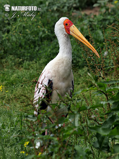 Bocian nenásytný (Mycteria ibis)