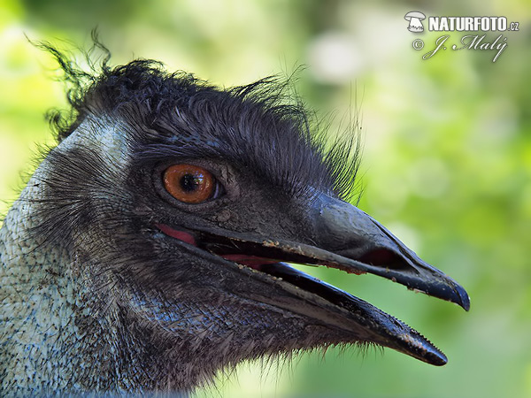 Emu hnedý (Dromaius novaehollandiae)
