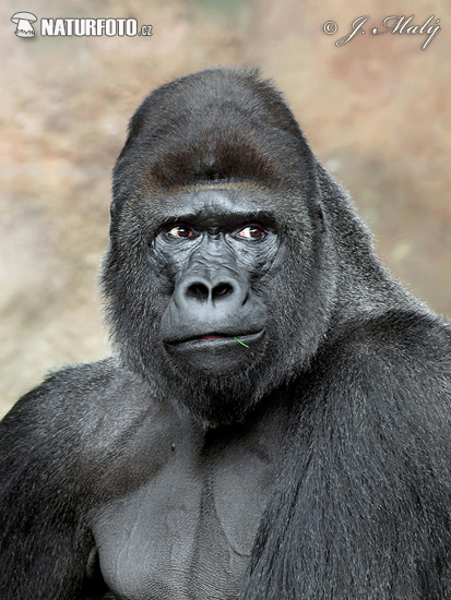 Gorila nížinná (Gorilla gorilla)