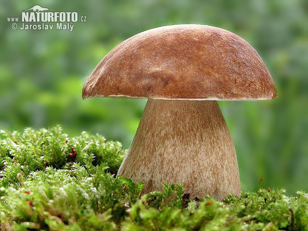 http://www.naturfoto.cz/fotografie/maly/hrib-dubovy-167.jpg http://www.naturfoto.cz/fotografie/maly/hrib-dubovy-167.jpg