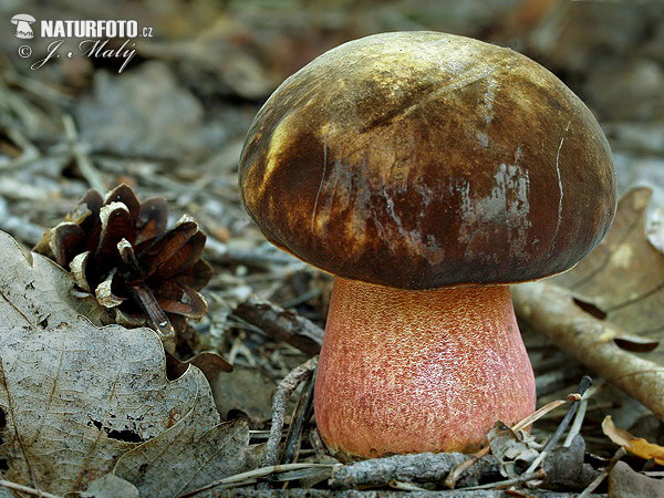 hřib kovář (Boletus luridiformis var. luridiformis)