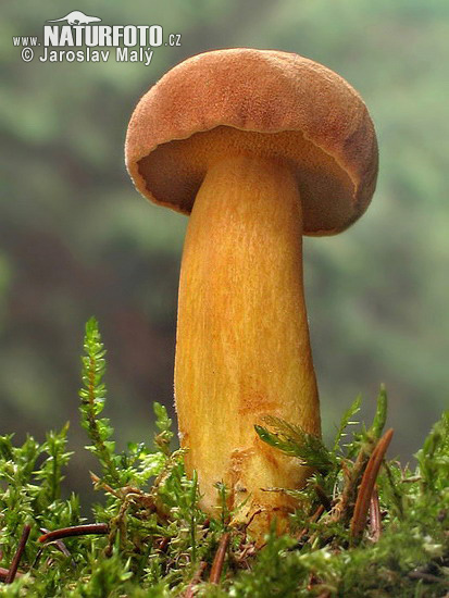 Obrázek