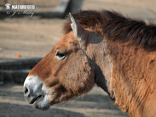 Kôň Przewalského (Equus przewalskii)