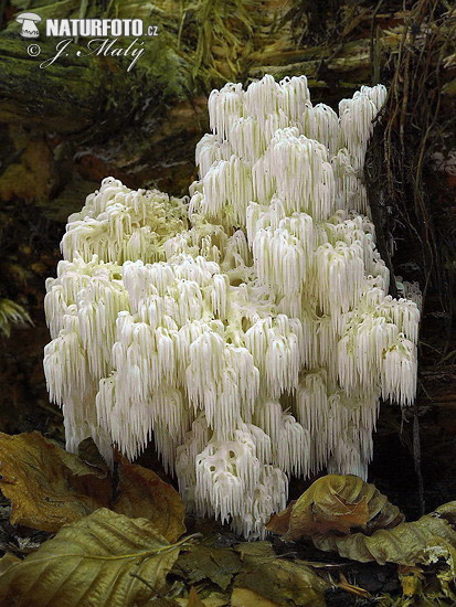 koralovec jedľový (Hericium flagellum)