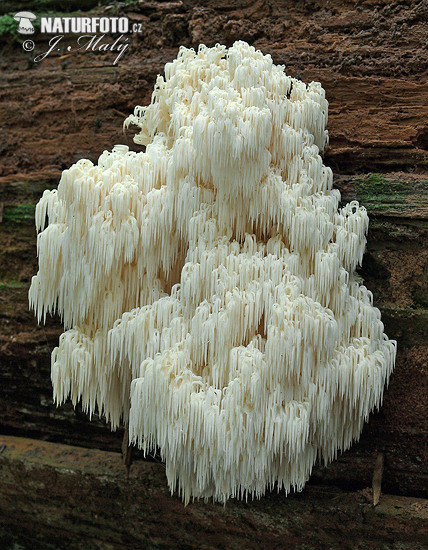 koralovec jedľový (Hericium flagellum)