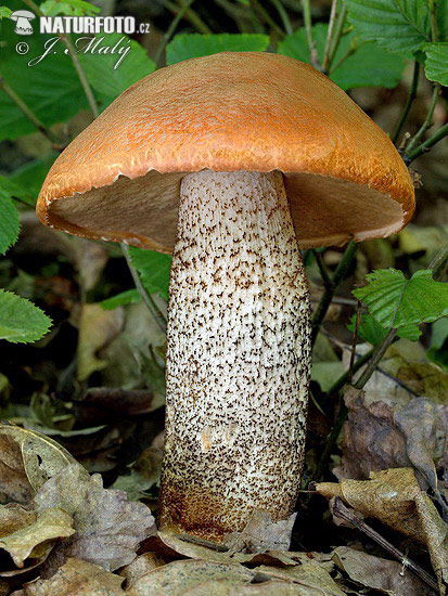 křemenáč dubový (Leccinum aurantiacum)